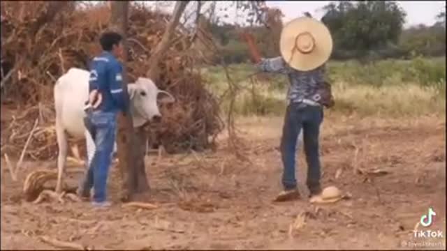 They want to help the cow, but watch the video