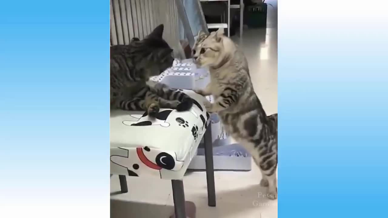 Funny Cute Cat And Animals Compilation 2021