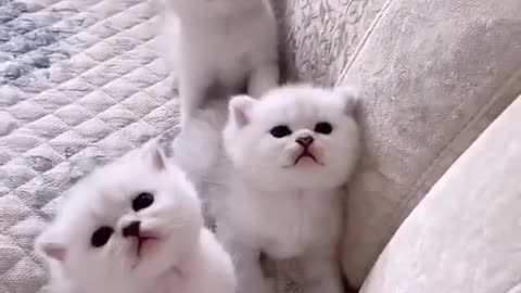 Kittens want milk