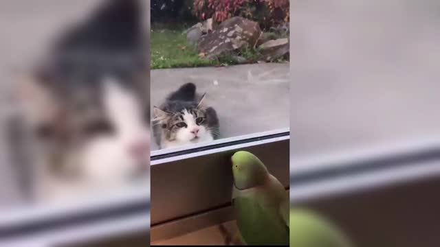 Parrot play pika-boo with cat