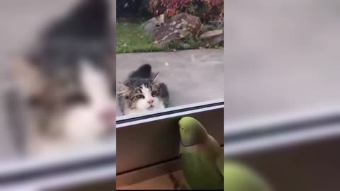 Parrot play pika-boo with cat