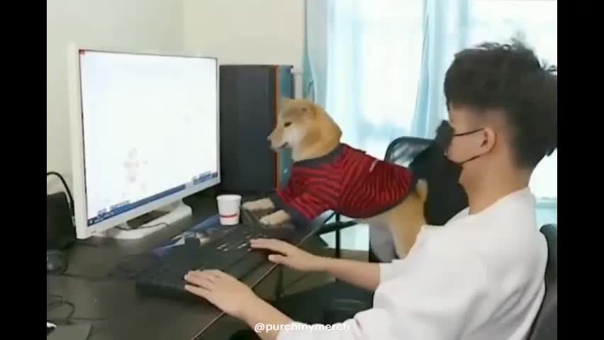 Shiba plays video games against human and RAGES.