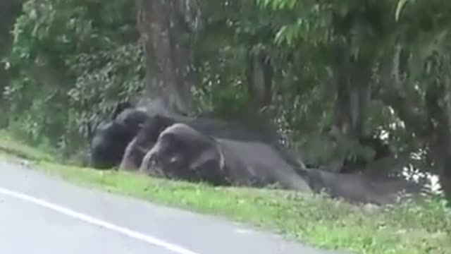 Group of the Elephants Crossing the road