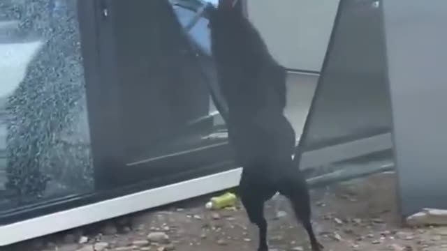Funny Animals