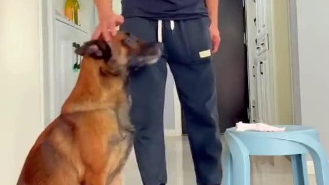 這狗成精了