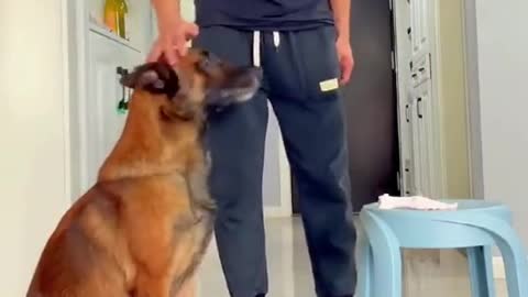 這狗成精了