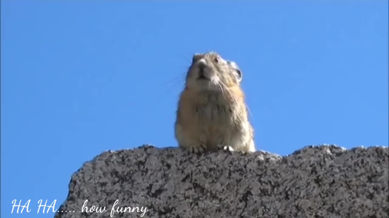 Funny video of 2021