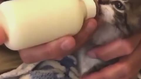 OMG 😱 cute cat 😱😘😘