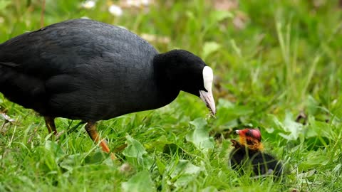 "Feeding the birds can bring them happiness".