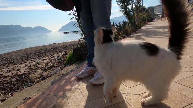 Beautiful fluffy cat trying to reach my bag is so hungry