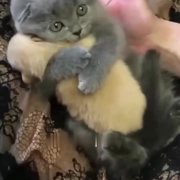 Hey one in a million love 😻💖🐶 #pets #cats #puppy #dog #shorts