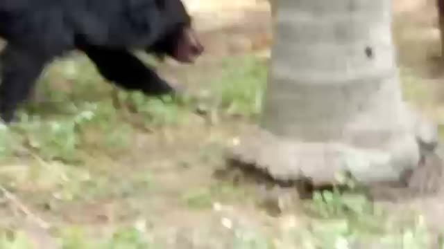 Bear Caught in sompeta village