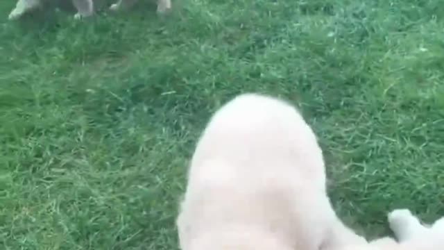 group of labrador cubs