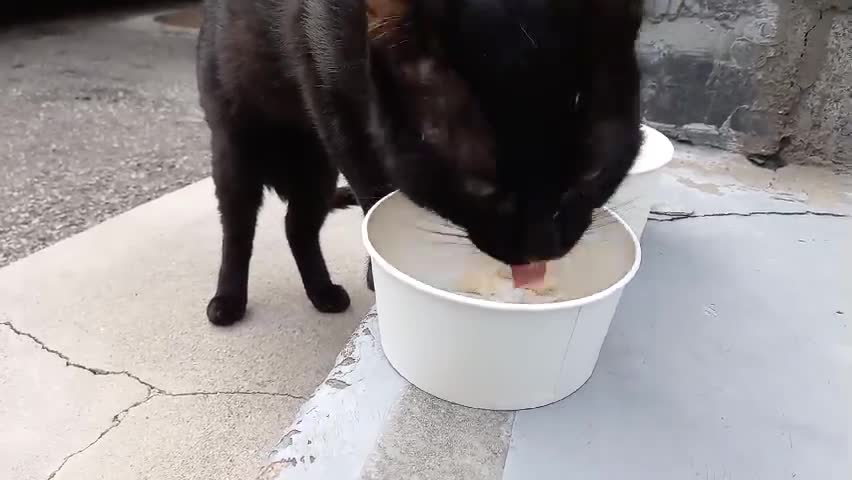 A black cat that shows up after neutering and eats chicken breasts.