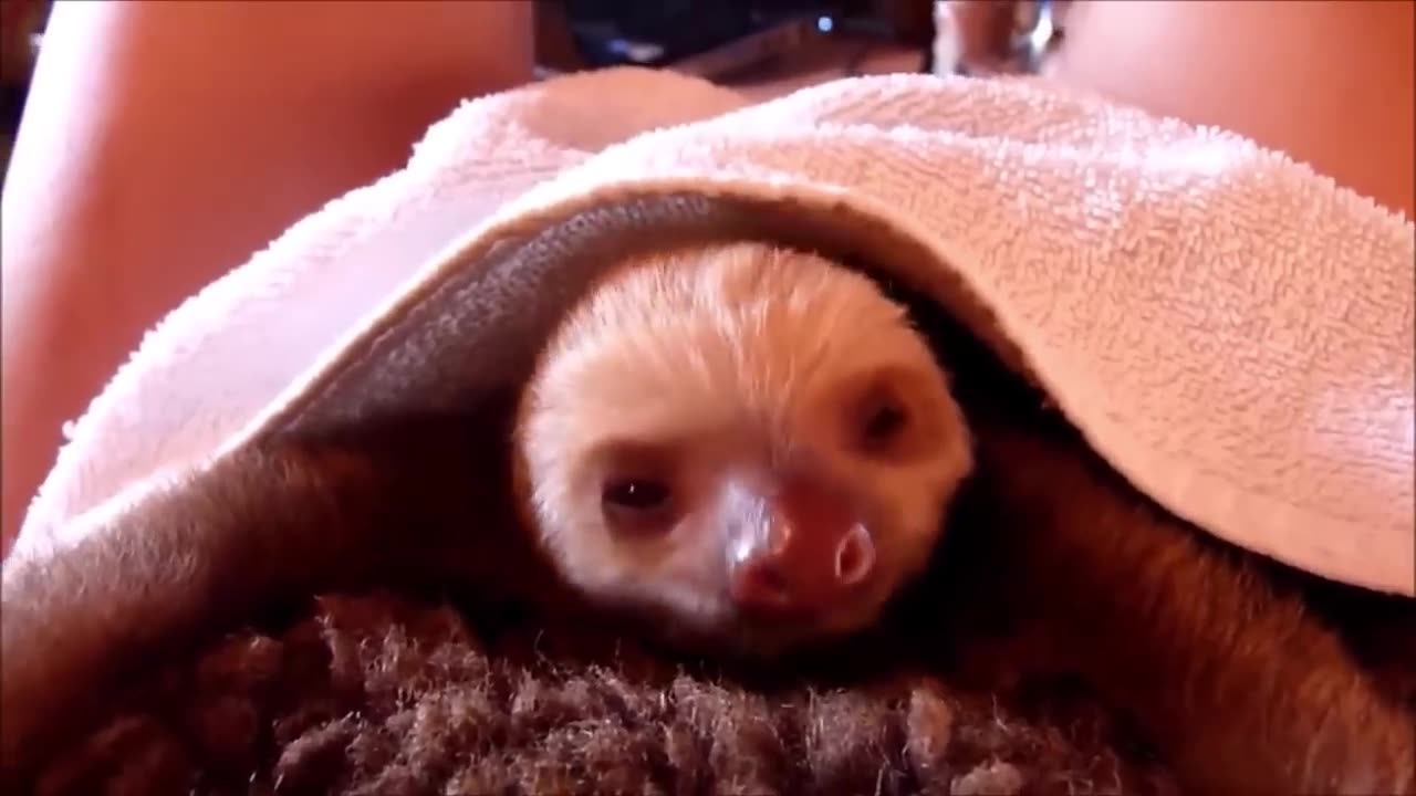 Baby Sloths Being Sloths - FUNNIEST Compilation