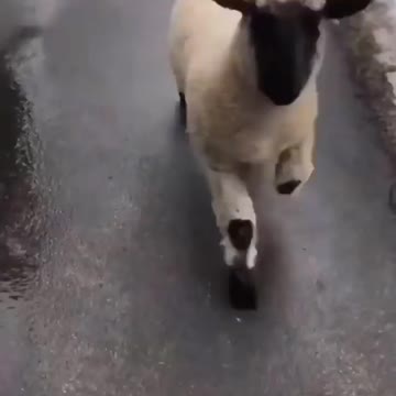 🤣🤣🤣 Crazy sheep jumping from one side to the other 🤣🤣🤣