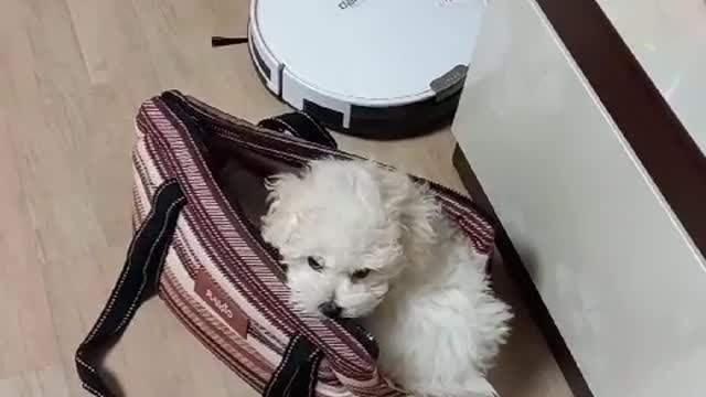 The puppy goes into the bag to go for a walk