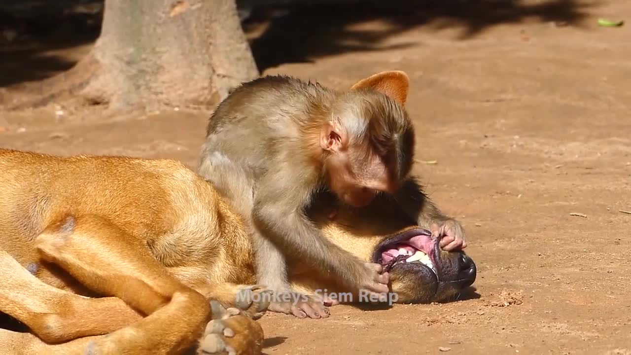 Baby Monkey Checking Out a Wild Dog's Fangs