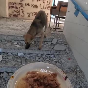 An IDF Soldier Found This Dog In Gaza And Brought Her Home - Watch Until The End