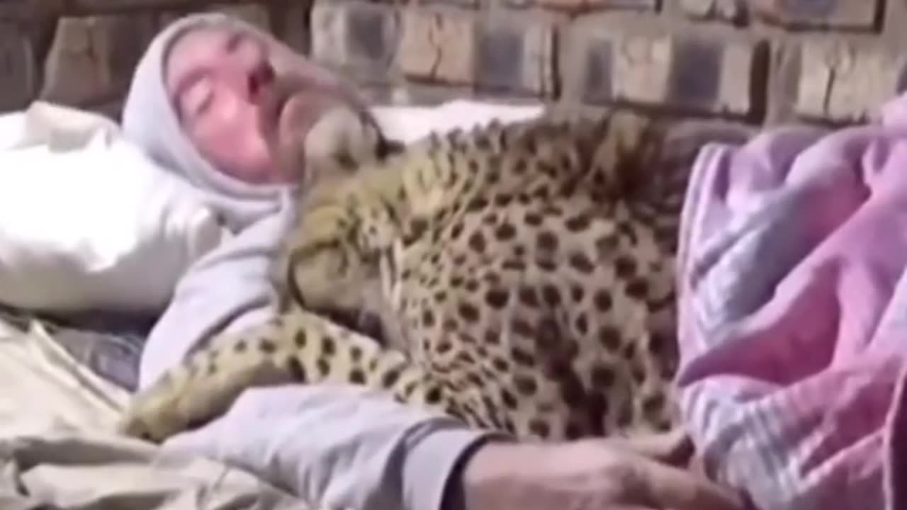 Sleeping With A Cheetah #shorts #shortvideo#video #virals #videoviral