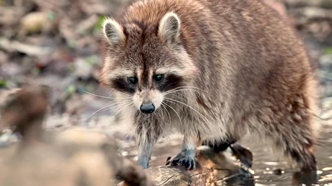 Close up of a Raccoon in a Pond