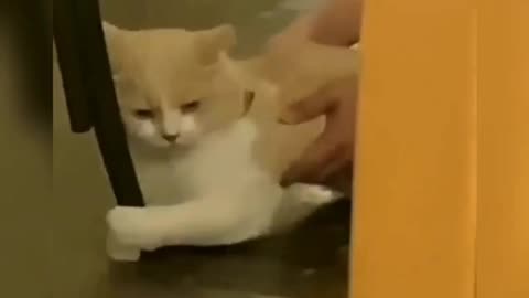 Cat viral video