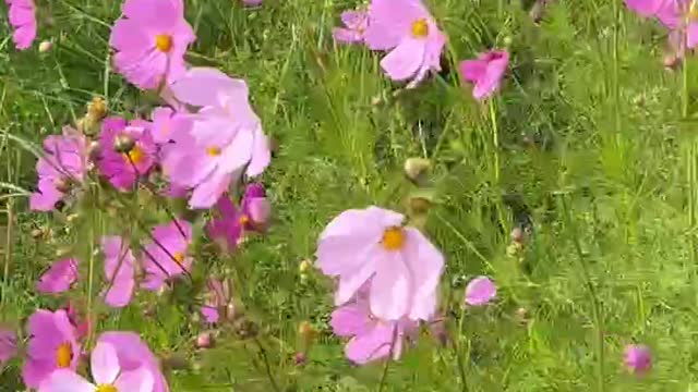 Small pink flowers blown by the wind