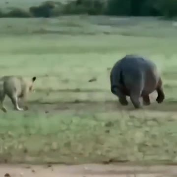 A lone lion killing a fully grown hippopotamus | wildlife animals