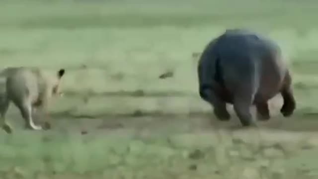 A lone lion killing a fully grown hippopotamus | wildlife animals