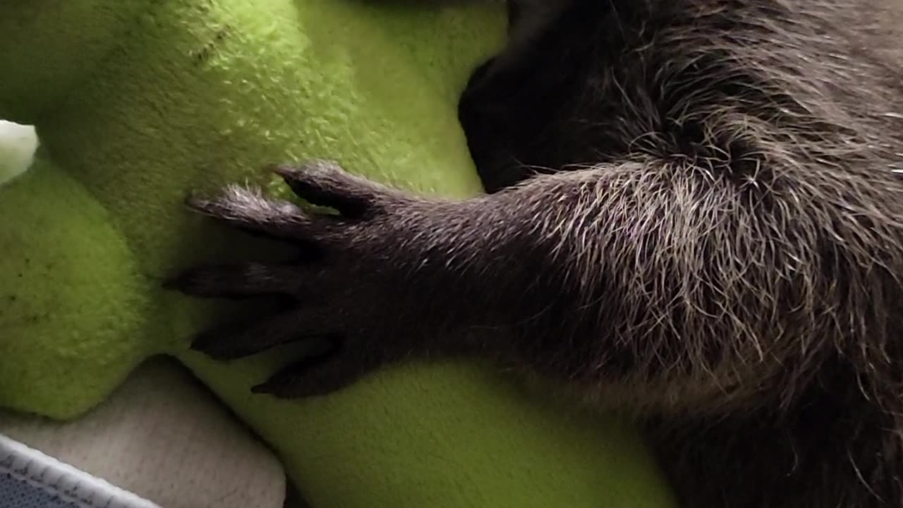 Rescued Raccoon Loves Her Toy