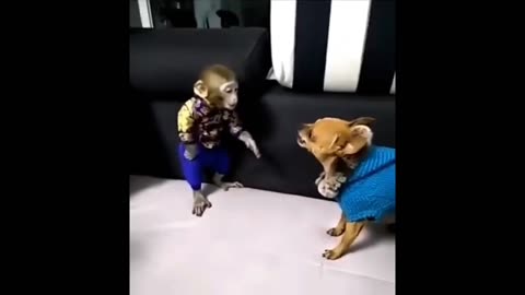 Funny cat||dog||video
