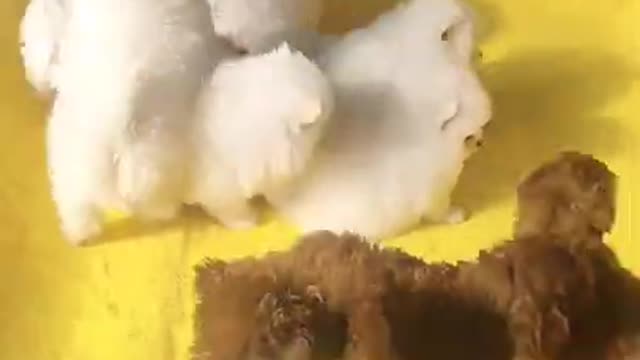 Funniest Animals Real 😹 - Best Of The 2020 #Funny Animals Videos - Try Not To Laugh