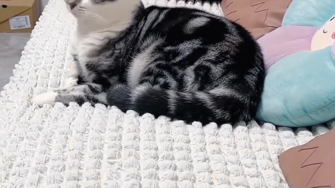 Funny video cat