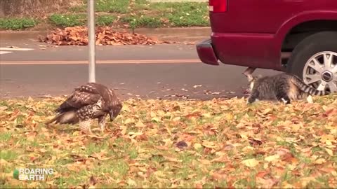 Cat vs Hawk – Intense Standoff
