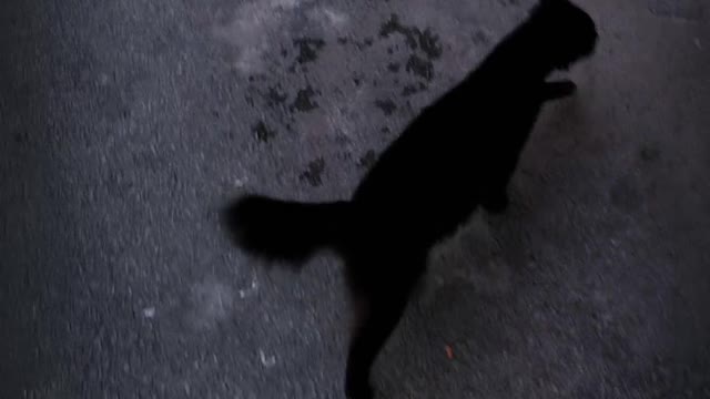 Super cat
