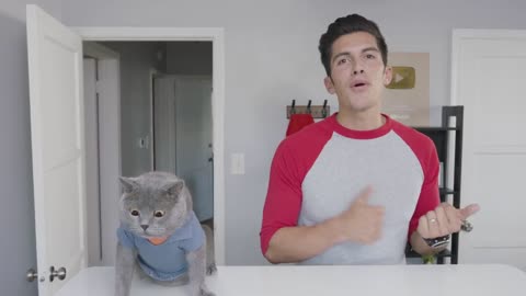 The cat cooking show