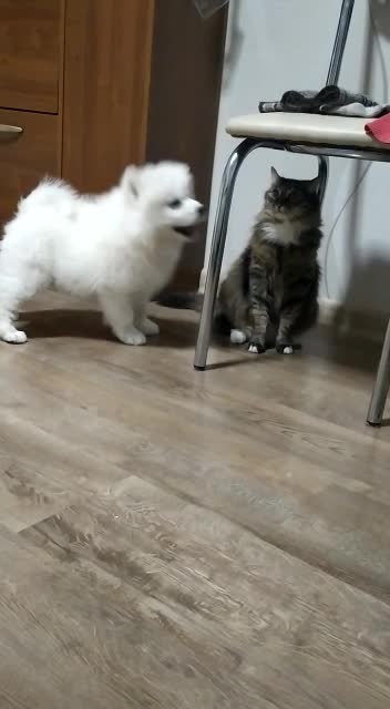 The cat won the fight with the Samoyed with his strong paw