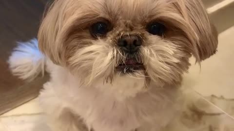 Puppy's Christmas Grooming🐶 #Cute😍 #puppy🐶