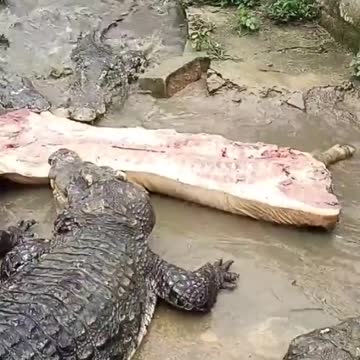 crocodile eating pork #shorts