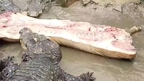 crocodile eating pork #shorts