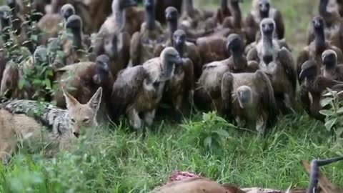 The Eaters of the Dead wait for the jackal to finish his meal.