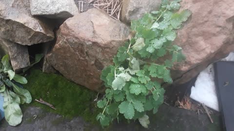 Wild and unknown grass