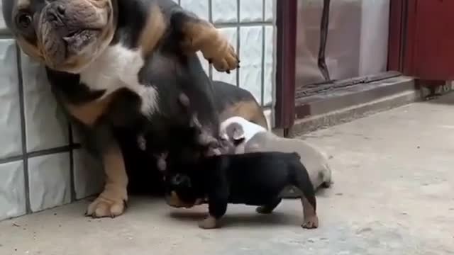 beautiful mother feeding her puppies