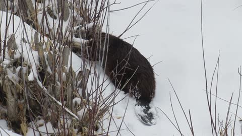 Beaver Takes His Twigs back into River