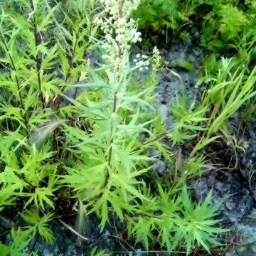 Artemisia tallsii