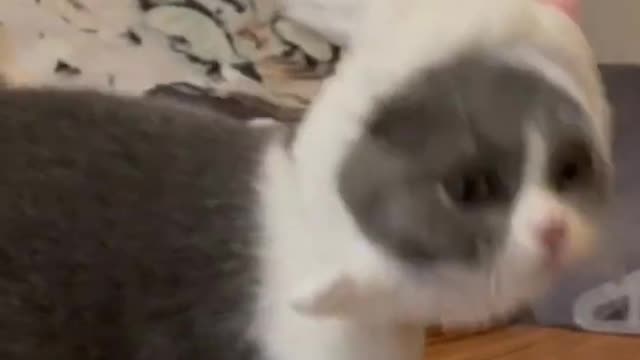FUNNY cat movement.