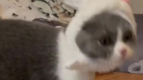 FUNNY cat movement.
