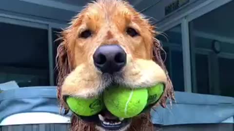 Puppy play with tennis ball