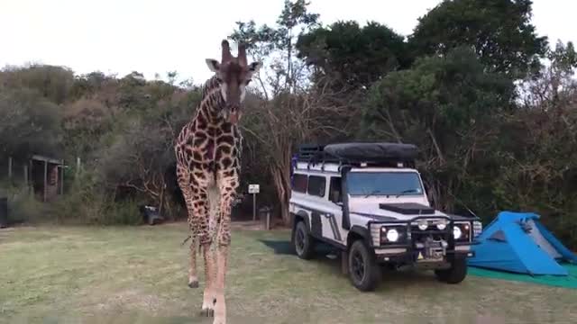 Overly Friendly Giraffe Surprises Campers