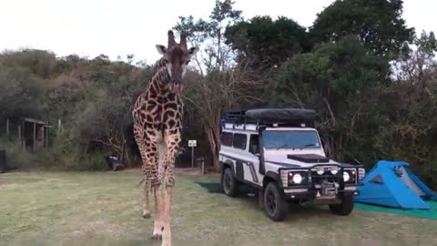 Overly Friendly Giraffe Surprises Campers